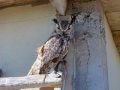 Nicco, the pet owl